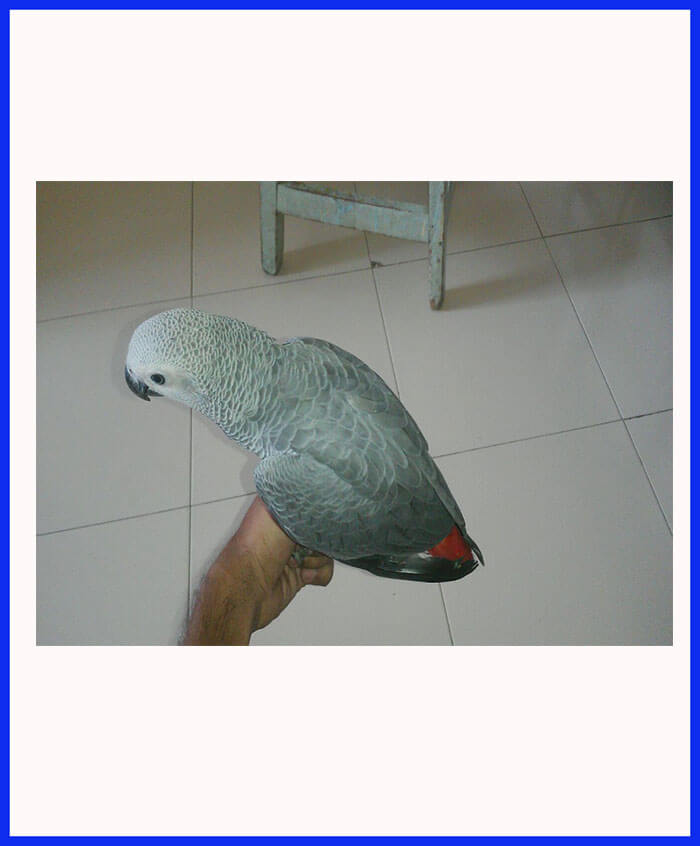 African Grey Parrot For Sale - Poddarkennel - Call@9810871734