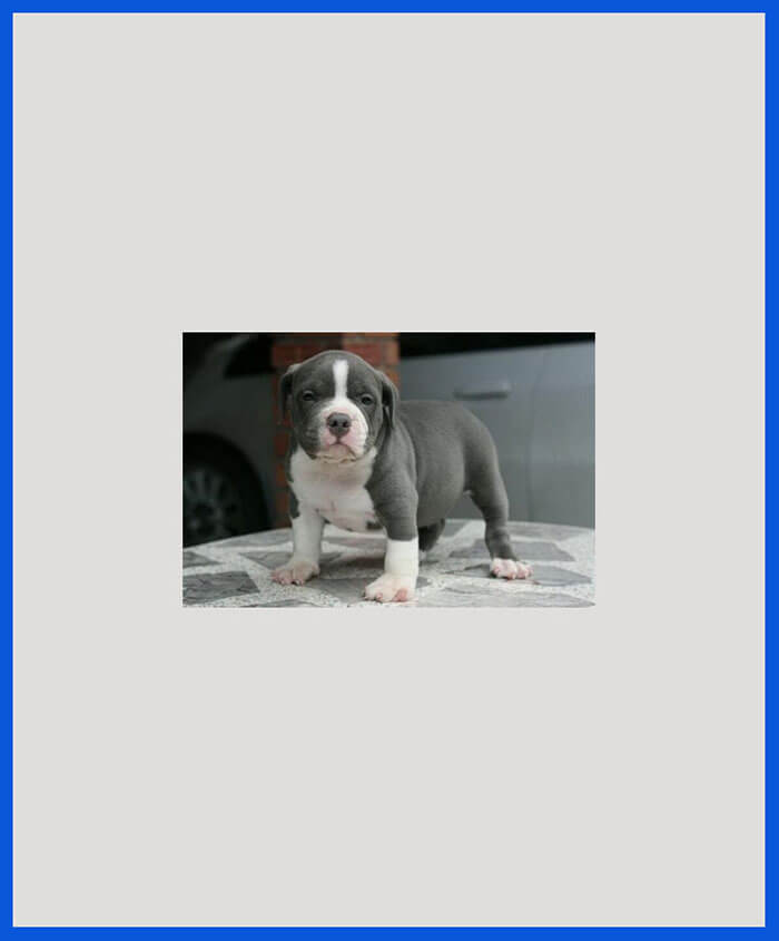 American Bully