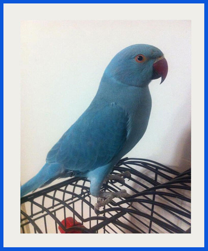 Ringneck Parrot For Sale Poddarkennel Call 9313005254,Climbing Hydrangea Pink